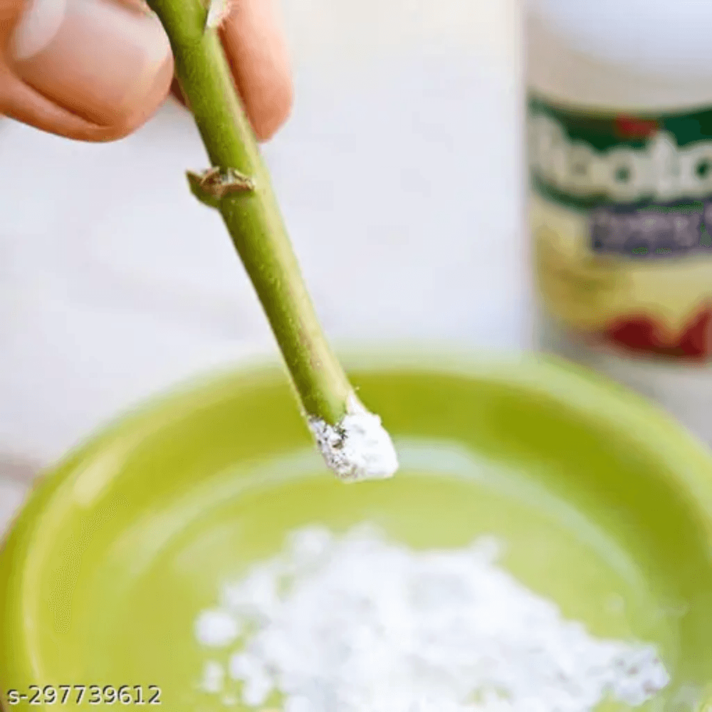 Cutting aid rooting hormone powder